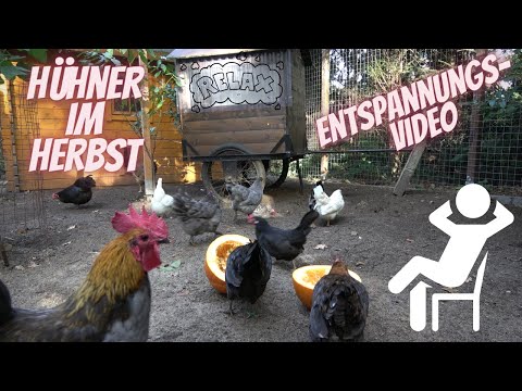 Hühner im Herbst - Entspannungsvideo mit Naturgeräuschen - gackern, scharren, krähen, Sandbad ASMR