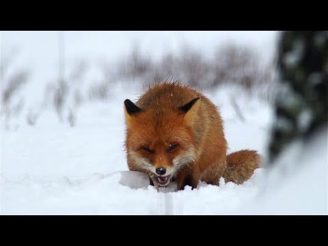 Top 10 Sneakiest Animals – Nature’s Smartest Tricksters & Survival Masters