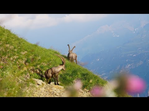 UNESCO Biosphäre Entlebuch - Steinbock-Trek