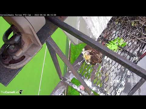 Red-tailed Hawk Chick L1 Explores Fledge Ledge, Steps On Siblings – June 2, 2022