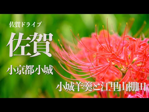 [Saga Drive Ogi City] Cidade de Ogi, Little Kyoto, a cidade dos lírios-aranha vermelhos e yokan nos terraços de arroz de Eriyama