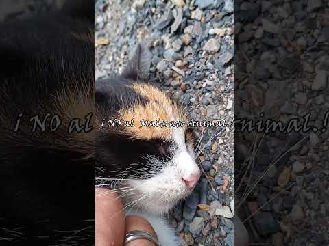 ¡Los caminos de Colombia siempre nos regalan sorpresas! 🏍️💚 #noalmaltratoanimal