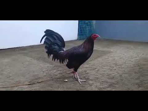 My Broodcock- Pure Dark Kelso/Shogun Line