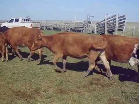 INVERNADA PALMA SOLA