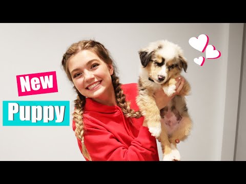Bringing Home My New Puppy! Puppy Reveal! music video cover