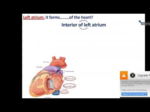 Internal Features of the Heart (Part 1) - The Atria