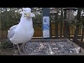 New Cam Species Herring Gull Gobbles Up Treats In First Visit To Ontario Feeders April 14 2024