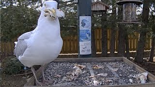 New Cam Species! Herring Gull Gobbles Up Treats In First Visit To Ontario Feeders – April 14, 2024