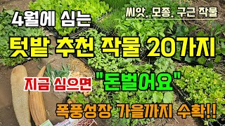 4월에 심는 텃밭 추천작물 20가지 지금 심으면 폭풍성장 가을까지 수확합니다 #4월에심는작물 #텃밭추천작물