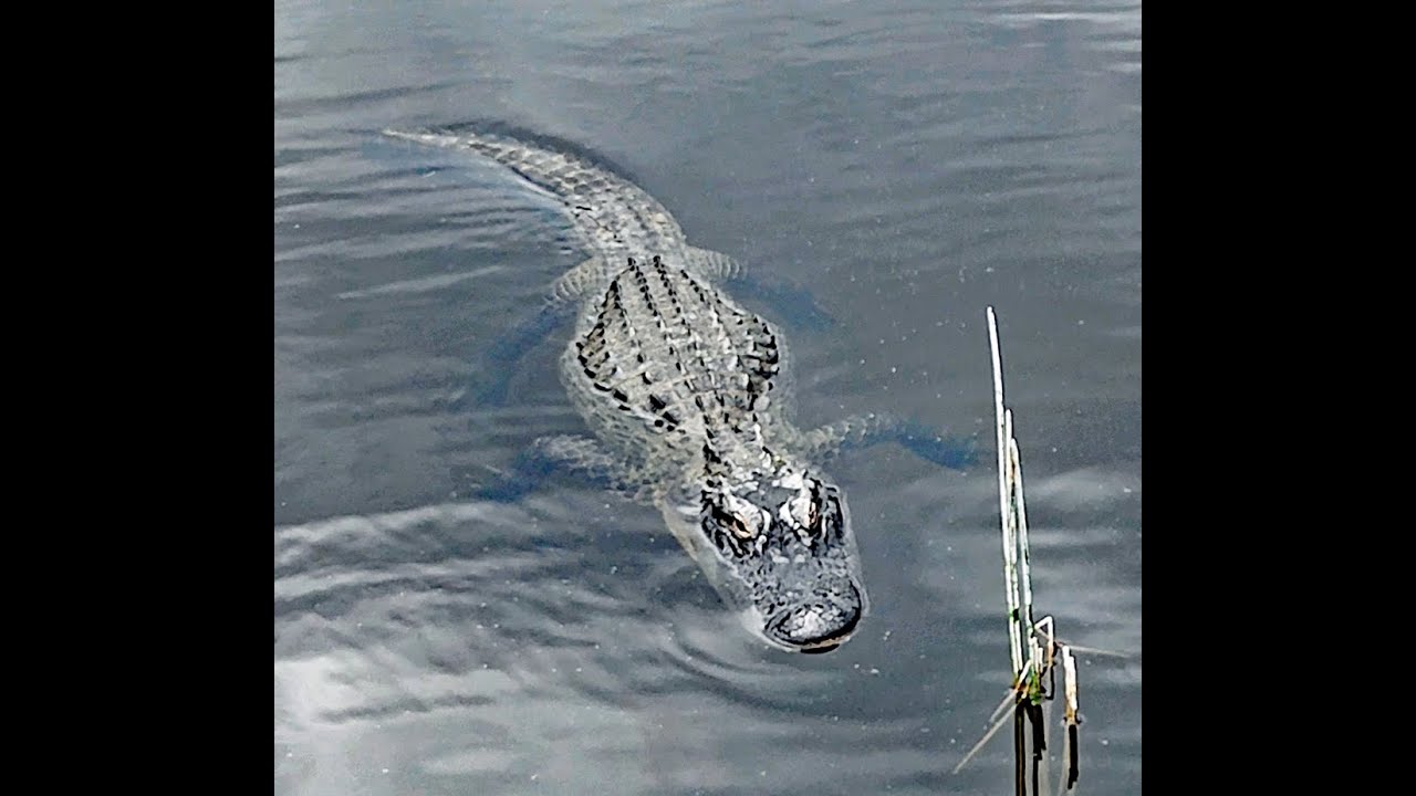 Alligator in my Pond, Arrived for Valentine's Day 2024