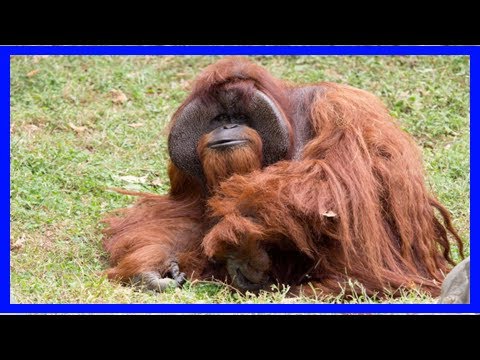 U.s. orangutan chantek,' the ape who went to college,' dies at 39