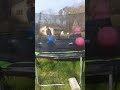 Bouncy Balls On The Trampoline