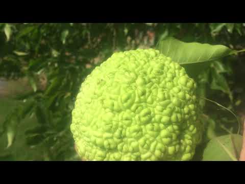 YouTube video about: Can horses eat hedge apples?