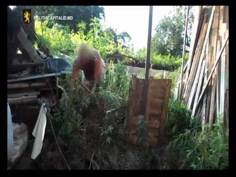 Cânepă depistată de poliţişti în curtea unui bărbat din capitală