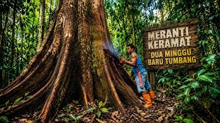 Download lagu Dua minggu baru tumbang..?! Meranti merah kalimantan... mp3 Download lagu Dua minggu baru tumbang..?! Meranti merah kalimantan... mp3
