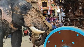 Elephant Performing Temple Rituals I കൽപാത്തി രഥോത്സവം പാലക്കാട്‌