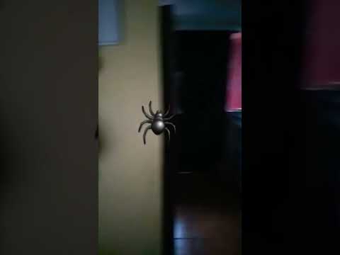yo veo una araña( yo) (despues)🕷🕷🕷👀