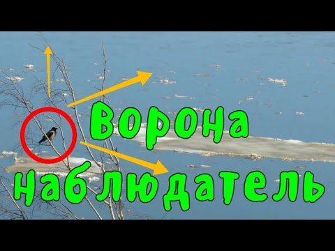 Ворона наблюдатель