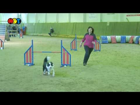Ein halbes Dutzend Agility in Seelitz