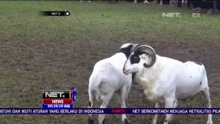 Download lagu Lestarikan Budaya, Adu Ketangkasan Domba Garut Digelar - NET5 mp3