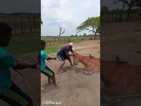 Arismendi Barinas VENEZUELA 🇻🇪