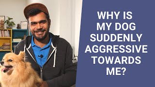 Why is my dog suddenly aggressive towards me? | Frequently Asked Questions