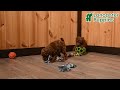 Toy Poodle dogs for sale: Logan - Video 1