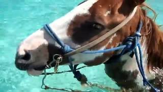 Spirit of the west - Cayman Island