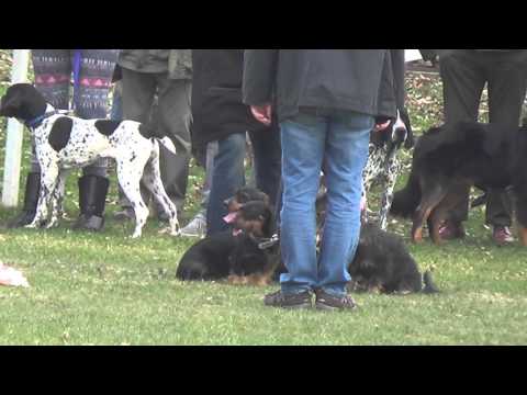 Coursing / Hasenjagd / Hundesport