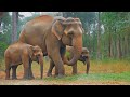 Elephant Trumpet Sound Elephantvideoforkids Elephant Elephantvideos