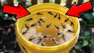 Make This Trap Once and Never Deal With Mosquitoes Again