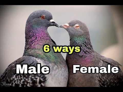 , title : 'Male and Female in Pigeons ?? | 6 Ways to Identify'
