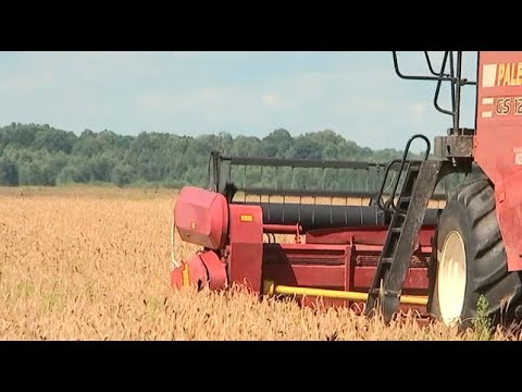 Хозяйство "Калининский" - лидер в Добрушском районе видео