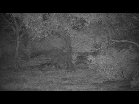Djuma: Leopard-Hosana wakes up and moves to treeline area - 01:00 - 06/03/19