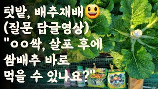 배추(질문답글영상) "ㅇㅇ싹, 살포 후 쌈배추 바로 먹을 수 있나요? "