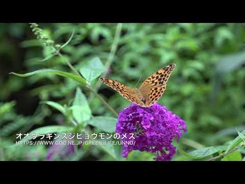 庭のオオウラギンスジヒョウモンの飛翔　Argyronome ruslana