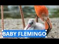 Flamingo Females Only Lay One Egg Per Clutch