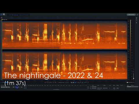 The Nightingale - 2022 & 24