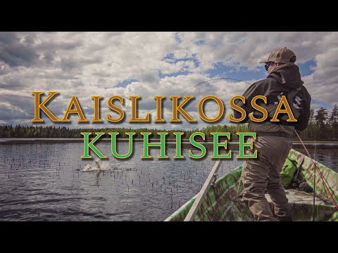 Kaislikossa kuhisee: Haukikuninkaat
