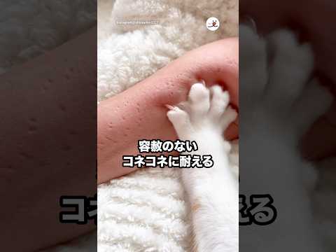 容赦のないコネコネに耐える飼い主さん｜PECO