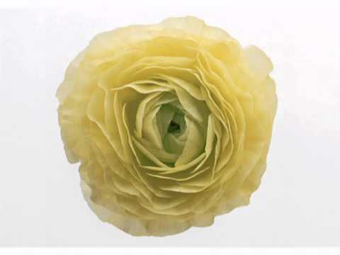 PopCorn - In Focus (Female Touch Mix)