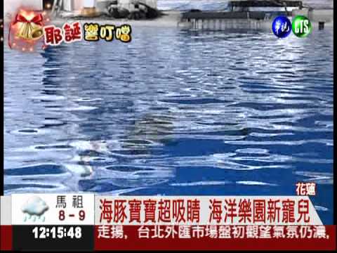 海豚寶寶過耶誕 花蓮現身見客