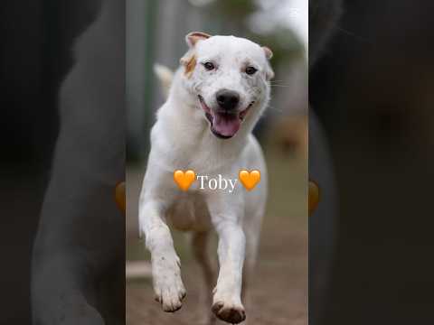 Regalo Toby Splendido Dolce Cucciolo Cerca Famiglia 