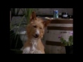 Homeward Bound 2 Delilah Chases Chance