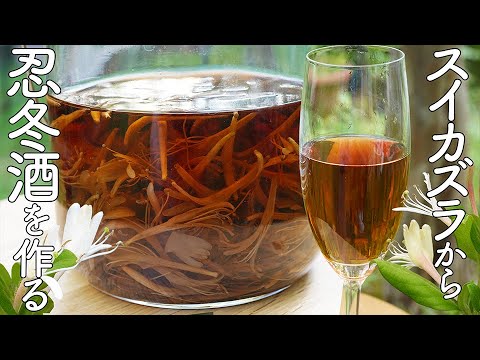 常緑スイカズラ 植物