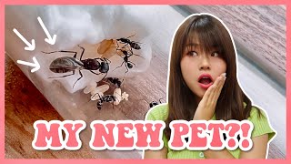 I caught a queen ant in Singapore 在新加坡抓到蚁后!
