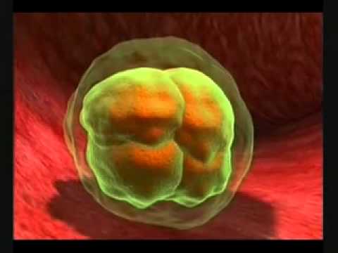 Mrekullia e krijimit të njeriut pjesa3   ALL LLAHU EHAD