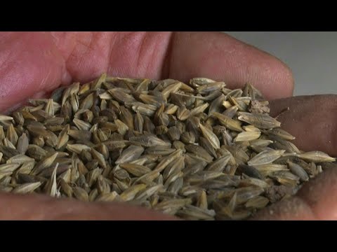 In Syria's breadbasket, Kurds and regime battle for wheat | AFP