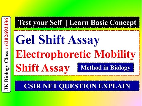 Gel Shift Assay | Electrophoretic Mobility Shift Assay | Methods to Find Protein-DNA Interactions