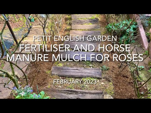 園芸 マルチフローラのバラの茂み